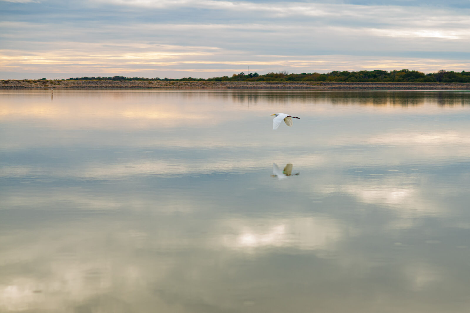 Egret flying over lake during engagement session at Lake Bryan in College Station, Texas